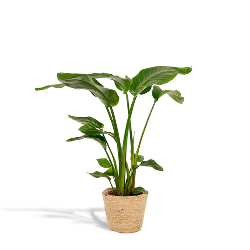 "Strelitzia Nicolai - Ø19cm - ↕90cm + Korb Selin image"