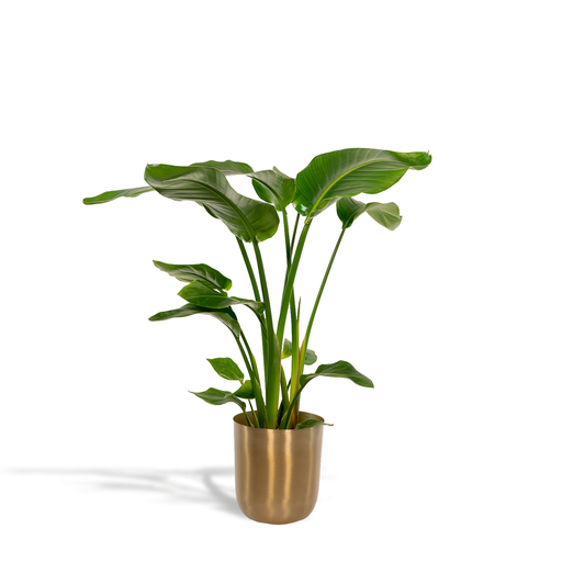 "Strelitzia Nicolai - Ø19cm - ↕90cm + Topf Mayk Gold image"