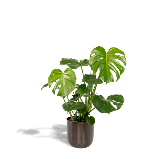 "Monstera Deliciosa + Topf Mayk Lead - ↨80cm - Ø21cm image"