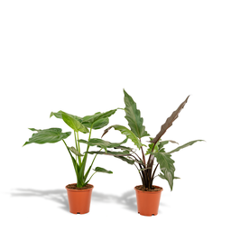 Alocasia Cucullata - Ø19cm - ↕60cm + Alocasia Lauterbachiana - Ø19cm - ↕75cm 
