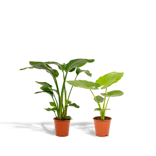 "Strelitzia Nicolai - Ø19cm - ↕85cm + Alocasia Macrorrhiza - Ø19cm - ↕70cm image"