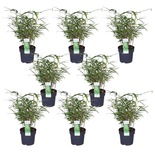 "8x - Fargesia rufa - ↨40cm - Ø14 image"