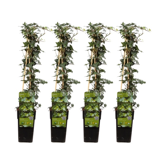 "4x - Hedera helix - ↨65cm - Ø15 image"