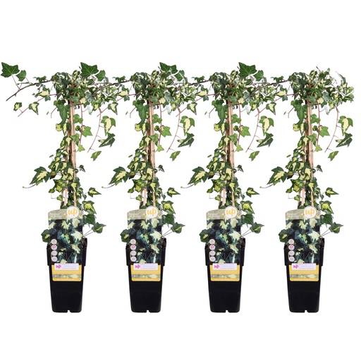 "4x - Hedera helix 'Goldheart' - ↨65cm - Ø15 image"