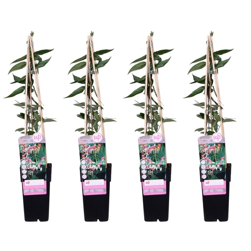 "4x - Lonicera henryi - ↨65cm - Ø15 image"