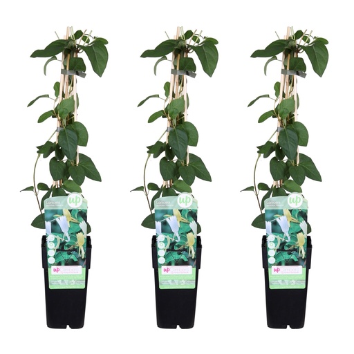 "3x - Lonicera japonica 'Halliana' - ↨65cm - Ø15 image"