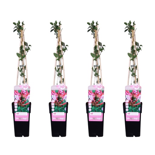 "4x - Lonicera periclymenum 'Serotina' - ↨65cm - Ø15 image"