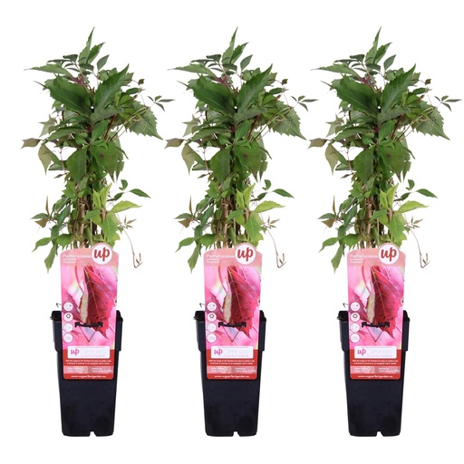 "3x - Parthenocissus q. var. 'Engelmannii' - ↨65cm - Ø15 image"