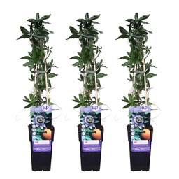 Blaue Passionsblume 3er-Set (Passiflora caerulea) – winterharte Kletterpflanze, 