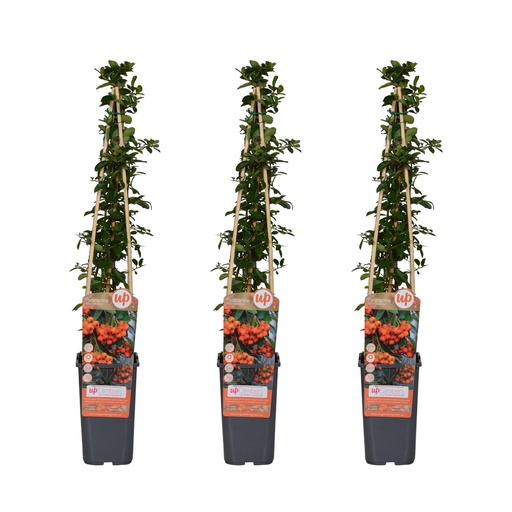 "3x - Pyracantha 'Orange Glow' - ↨65cm - Ø15 image"