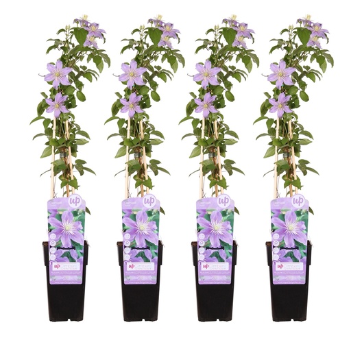 "4x - Clematis Justa - ↨65cm - Ø15 image"