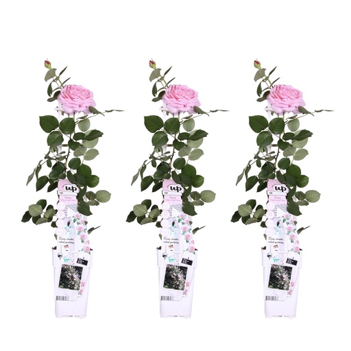 "3x - Rosa Crazy in love 'Pink' - ↨65cm - Ø15 image"