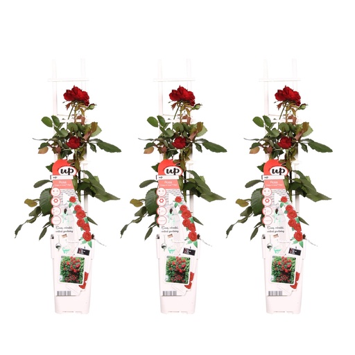 "3x - Rosa Crazy in love 'Red' - ↨65cm - Ø15 image"