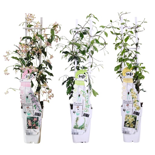 "3x - Trachelospermum Mix - ↨65cm - Ø15 image"