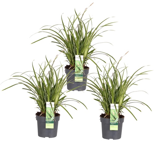 "3x - Carex morrowii 'Eis Tanz' - ↨30cm - Ø14 image"