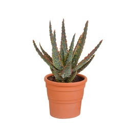 Aloe 'Dannyz' (Aloe zebrina) – pflegeleichte Zimmerpflanze, im Terracotta-Topf