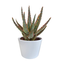 Aloe 'Dannyz' (Aloe zebrina) – pflegeleichte Zimmerpflanze, im weißen Topf