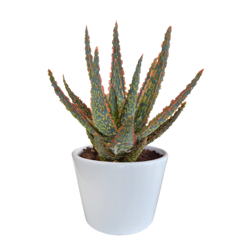 " Hallo Zebrina Dannyz 10,5cm - in witte pot image"