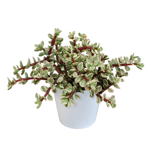 "Portulacaria afra Variegata 10,5cm - in weißem Topf image"
