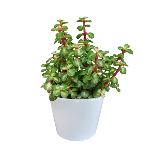 "Portulacaria afra mediopicta 10,5cm - in weißem Topf image"