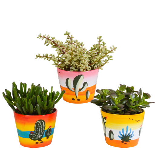 "Crassula-Mischung 10,5 cm - 3x - in Mexicaanse pot image"