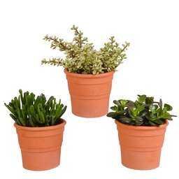 Dickblatt-Mix (Crassula) 3er-Set – pflegeleichte Zimmerpflanzen, Topf-Ø 10,5 cm,