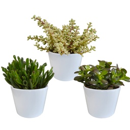 Dickblatt-Mix (Crassula) 3er-Set – pflegeleichte Zimmerpflanzen, Topf-Ø 10,5 cm,