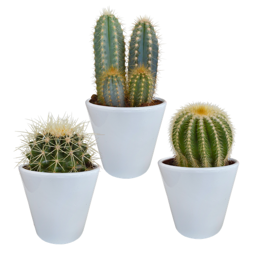 " Kakteenmischung 8,5 cm - 3x - in witte pot image"