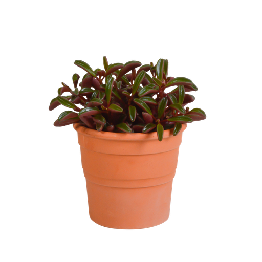 "Peperomia graveolens - in Terrakotta-Topf image"