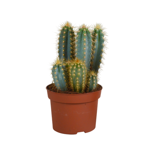 "Pilosocereus azureus - - - 12cm image"