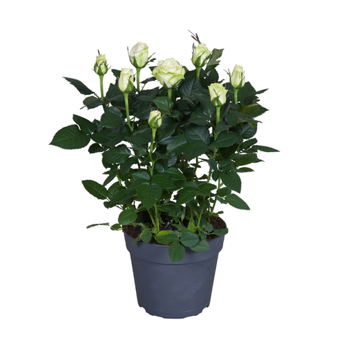 "Rosa Weiß - Ø17cm - ↕45cm image"