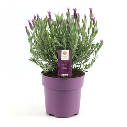 Schopflavendel 'Anouk' (Lavandula stoechas) – duftender Halbstrauch, Topf-Ø 15 c
