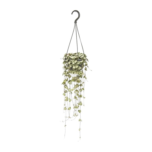 "Ceropegia Woodii Hängend - Ø14cm - ↕50cm image"