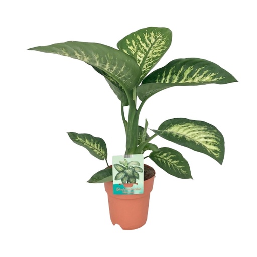 "Dieffenbachia Seguine Tropisch Schnee - Ø19cm - ↕70cm image"