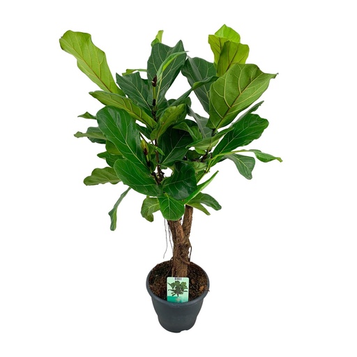 "Geigenfeige (Ficus lyrata) – pflegeleichte Zimmerpflanze, Topf-Ø 26 cm, Höhe ca. 100 cm image"