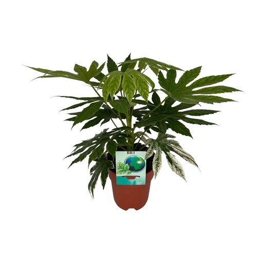 "Fatsia Japonica Variegata - Ø19cm - ↕60cm image"