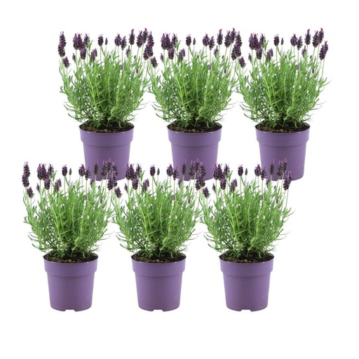 "Lavandula stoechas Anouk® - 12 cm Topf - Set von 6 Schopflavendel image"