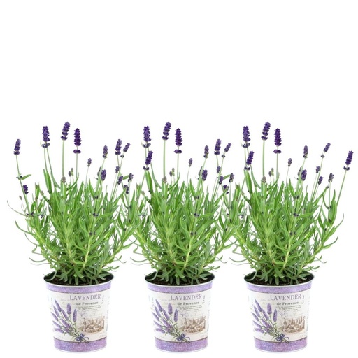 "Plants by Frank - Lavandula angustifolia Felice® im Dekotopf 'Lavender print' - 13 cm Topf - Set mit 3 echten Lavendeln im Dekotopf image"