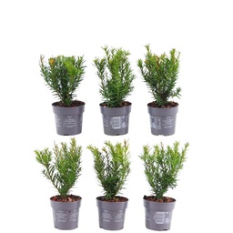 Bastard-Eibe 'Farmen' 6er-Set (Taxus media) – winterharter immergrüner Strauch, 