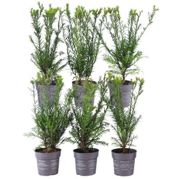 Bastard-Eibe 'Groenland' 6er-Set (Taxus media) – winterharter immergrüner Strauc