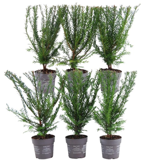 "Plants By Frank - 1 Meter Eibenhecke - Taxus baccata - Pflanzenset mit 6 winterharten Heckenpflanzen - Immergrüne Hecke - Direkt von der Gärtnerei geliefert image"