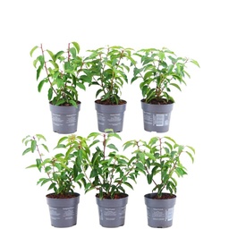 Portugiesischer Kirschlorbeer 'Angustifolia' (Prunus lusitanica) – winterharter 