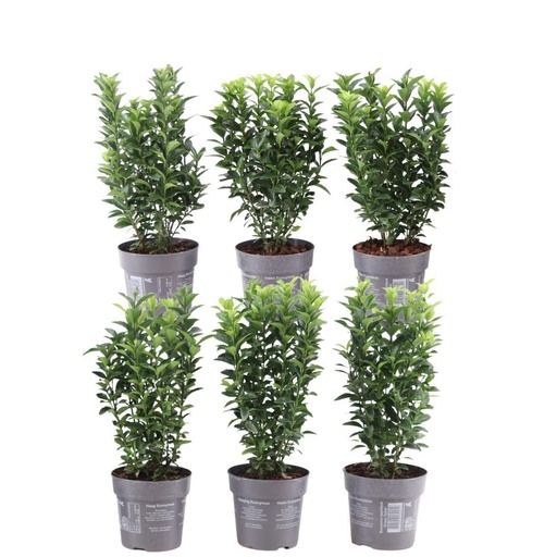 "Plants by Frank - 1 Meter Grüne Spindelstrauch Hecke - Euonymus japonicus 'Green Spire' - Pflanzenset mit 6 winterharten Heckenpflanzen - Immergrüne Hecke - Direkt von der Gärtnerei geliefert image"