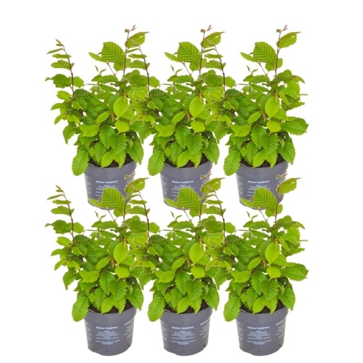 "Plants by Frank - 1 Meter Hainbuche Hecke - Carpinus Betulus - Pflanzenset mit 6 winterharten Heckenpflanzen - Laubabwerfende Hecke - Direkt von der GÃ¤rtnerei geliefert image"