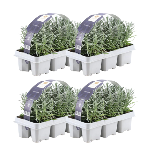 "4 x 6er Set Lavendel angustifolia - 24 x Ø7 cm - ↕15 cm image"