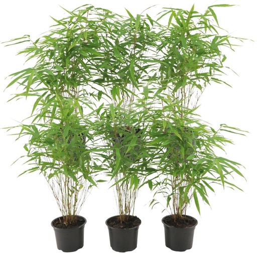 "6 x Fargesia Rufa Ø12 cm - ↕25 cm image"