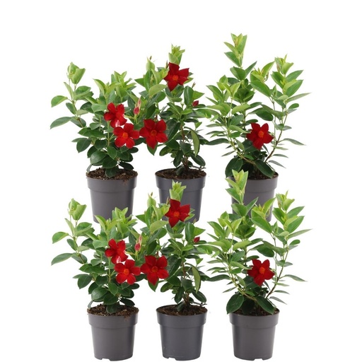 "6 x Dipladenia Red - Mandevilla Red Ø12 cm - ↕25 cm image"
