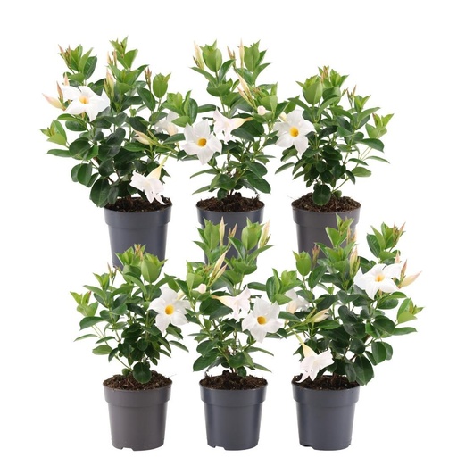 "6 x Dipladenia Weiß - Mandevilla Weiß Ø12 cm - ↕25 cm image"