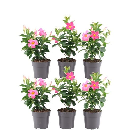 "6 x Dipladenia Rosa - Mandevilla Rosa Ø12 cm - ↕25 cm image"