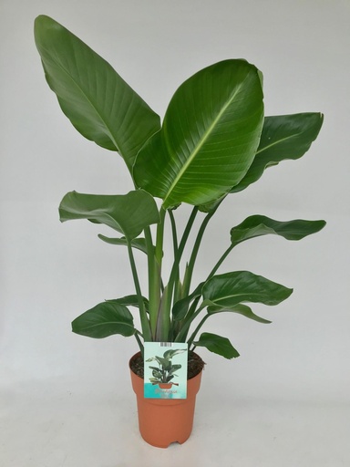 "Strelitzia Nicolai - Ø19cm - ↕95cm image"